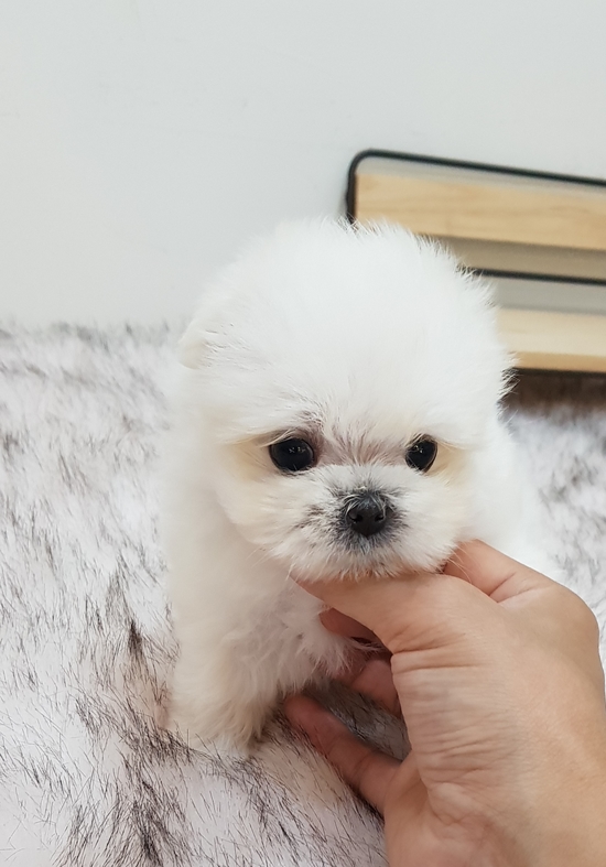  인천말티즈분양 국민강아지 말티즈 너무 예뻐요 *^^*