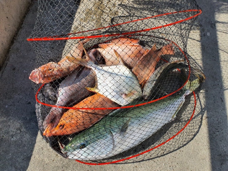  선재바다낚시공원 제2회 고수 예선전