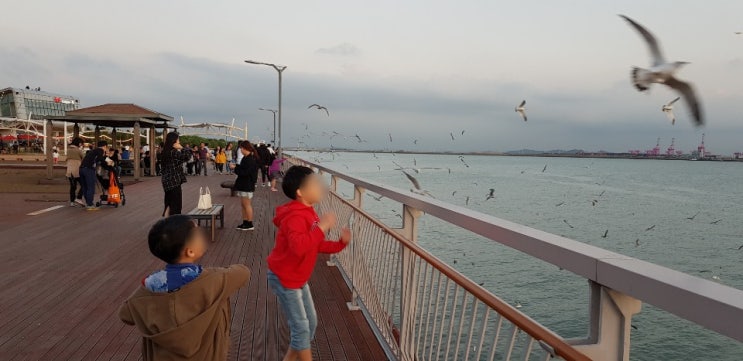  송도 솔찬공원, 갈매기 먹이주기 스팟으로 최고!