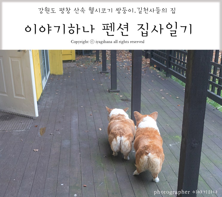  평창 애견펜션 이야기하나 집사일기 #133