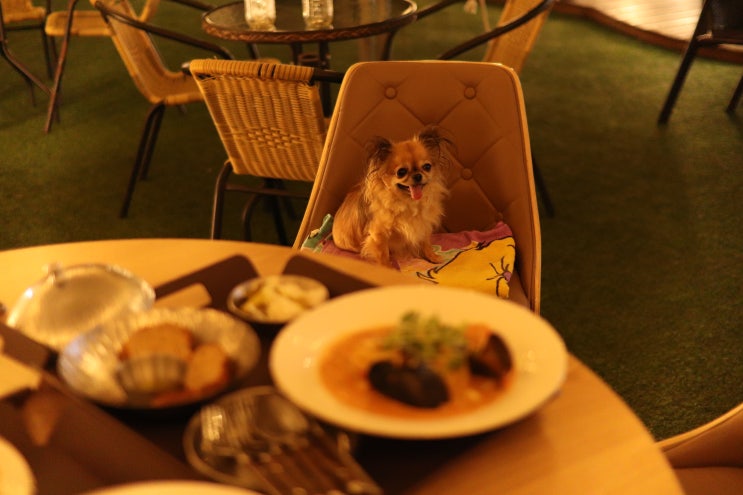  [시흥 애견동반 카페 식당] 메르블루  루프탑 동반안됨 테라스만 동반가능