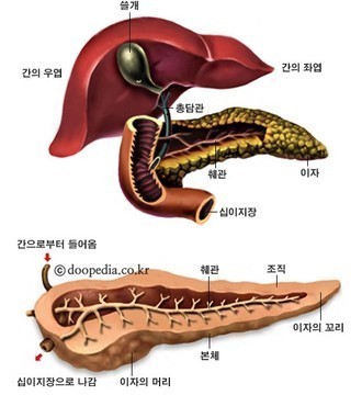  췌장을 살리는 기술