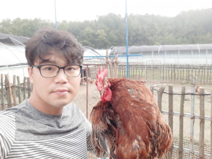계룡동물농장 토종닭고기판매 & 청계닭고기판매(전국어디든가능)