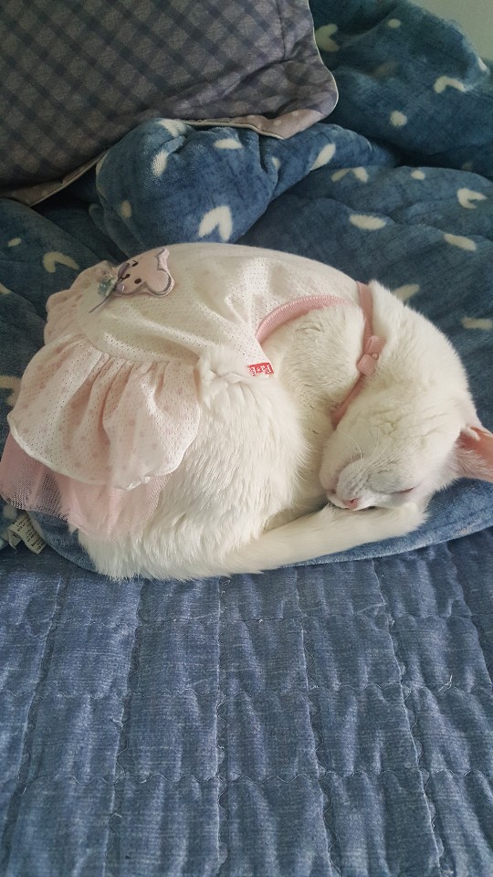  거제도 고양이 설.레임 일상생활~~
