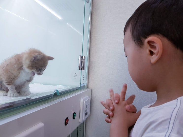 반려묘 동물병원 아기 고양이 입원 ㅠㅠ