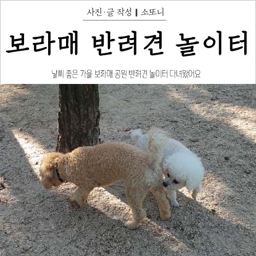  보라매공원 반려견 놀이터 오랜만에 다녀왔어요
