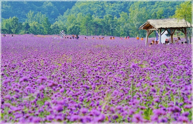 철원 고석정 꽃밭 (철원 고석정코스모스십리길)