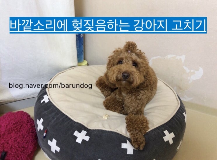 서울강아지출장교육 모든 바깥소리에 모두 짖는 강아지 헞짖음 고치는 방법