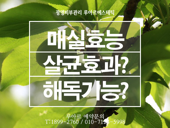  설탕 대신 먹을 수 있는 매실 효능