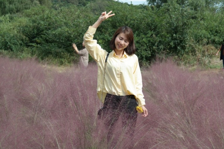  서울근교여행 당남리섬 핑크뮬리, 코스모스 가을이구나~