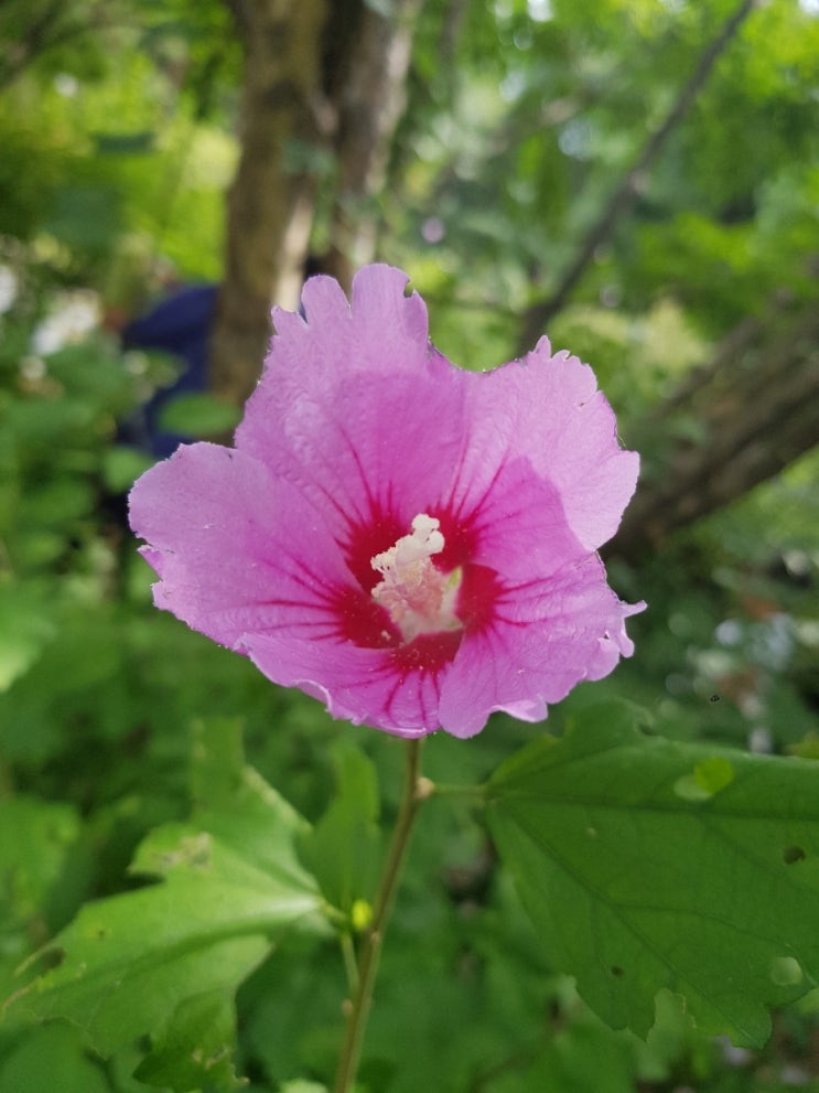  우리나라꽃 무궁화꽃 삼천리강산에 피었네