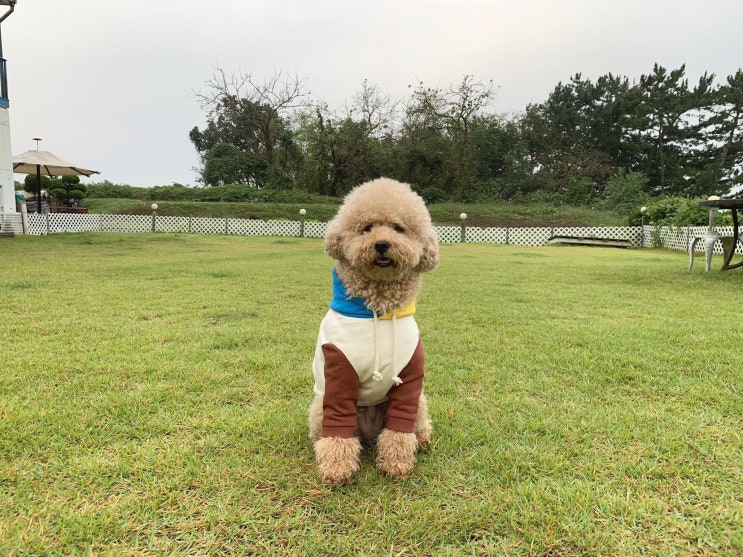  안면도애견펜션 태안 빌라노마드펜션 탁 트인 오션뷰가 최고!
