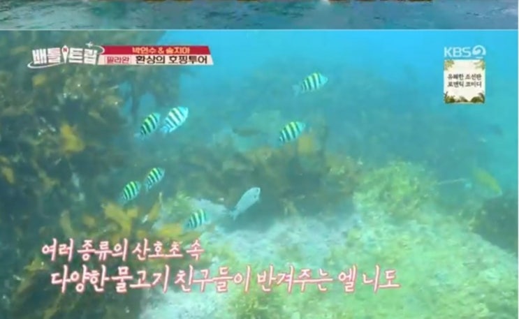  '팔라완''박연수- 송지아'의 행복한 여행 '배틀트립'