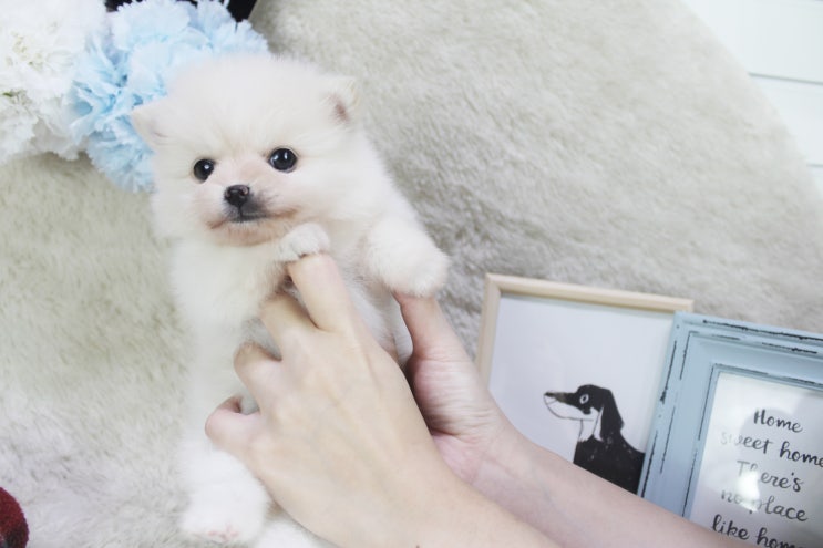  안산강아지분양 폼피츠털빠짐에대해 알려드릴게요~