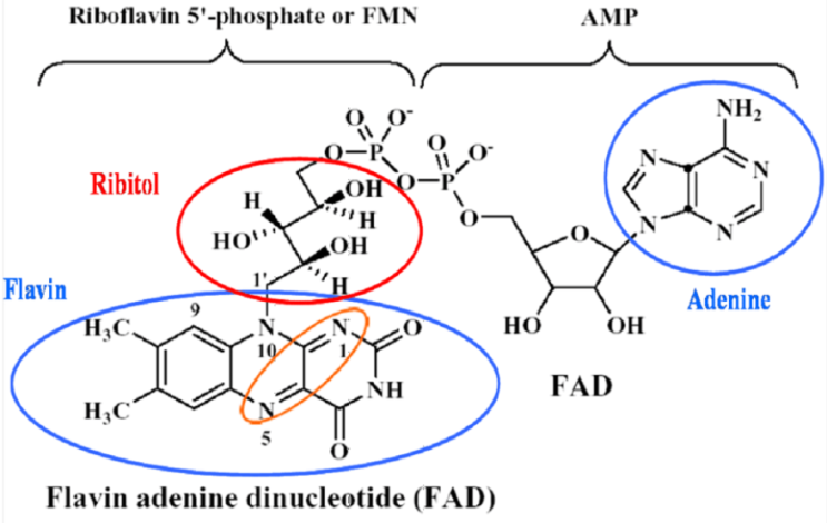  입이 찢어지면서 커지는거야?  비타민B2, 리보플라빈, Riboflavin, FMN, FAD