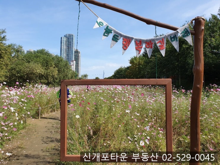  양재천의 가을 (10월 첫 주말 아침)