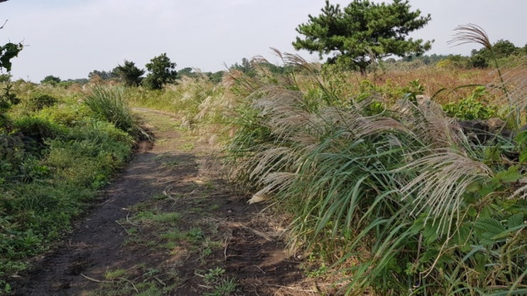  올레2코스 성산광치기 해변-온평리혼인지-농로 따라 갈대 흔들거린다.