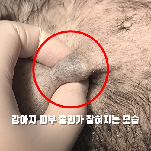  16살 강아지 겨드랑이에 혹이 생겼어요. 피부 종괴 치료는 어떻게 할까?