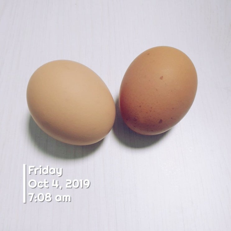  191004-1006 주말식단일기
