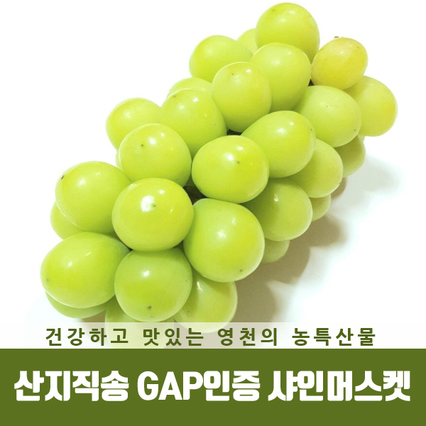  영천 샤인머스켓 GAP인증 믿고 드세요
