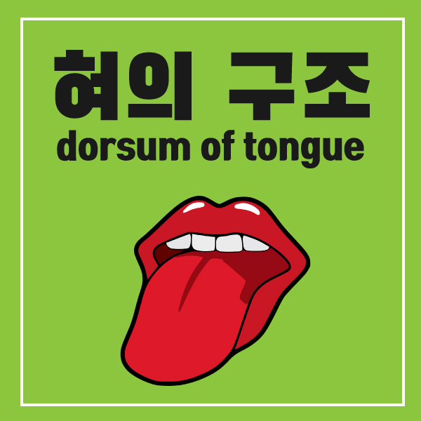  혀의 구조 맛은 어떻게 느낄까요?