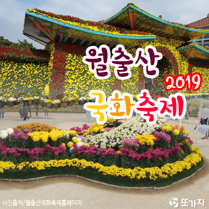  2019 월출산 국화축제 '전남 가볼만한곳'