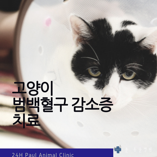  길고양이 범백혈구 감소증, 격리입원, 접종 & 성남 분당 24시 폴 동물병원
