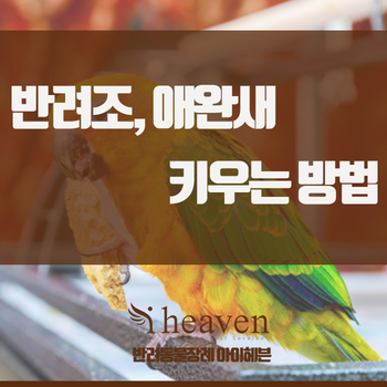  교감하는 반려조 애완새 키우는 방법 어떻게 할 수 있을까?
