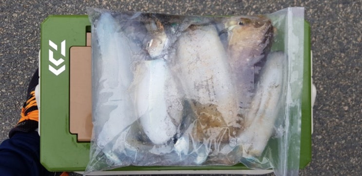  무늬오징어 팁런 & 갑오징어 루어