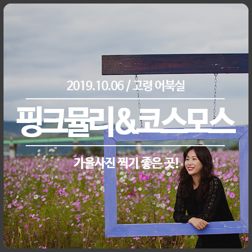  고령 핑크뮬리 & 코스모스 단지, 대가야읍 어북실 "고령콫페스티벌"