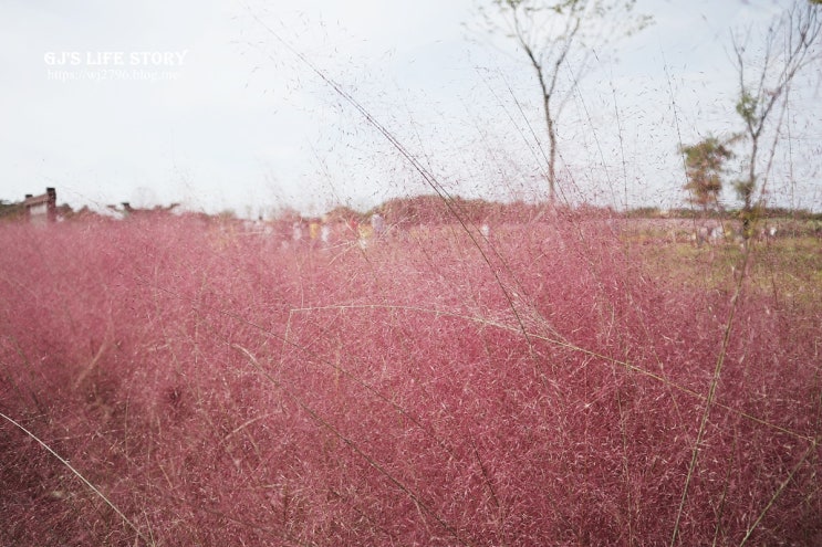 인천 드림파크 핑크뮬리 가을나들이행사 야생화단지 다녀왔어요.