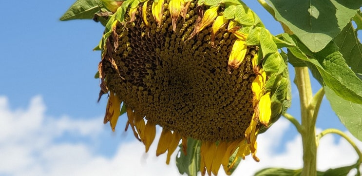  가을 꽃 해바라기