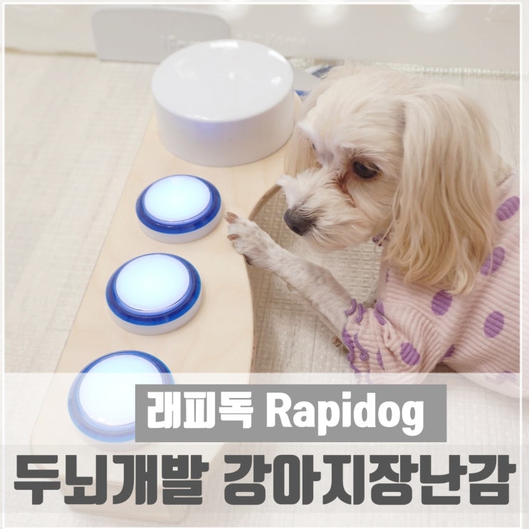 강아지장난감 래피독 지능개발에도 도움되겠는데?