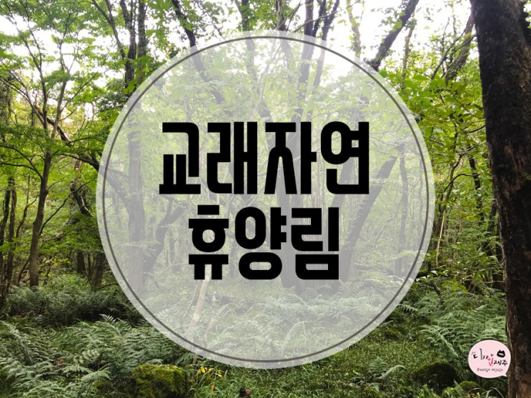  제주시)교래자연휴양림에서 보는 천연 원시림의 생태환경!
