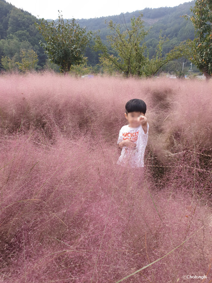  옥연지 송해공원. 대구에도 핑크뮬리 있다~~~