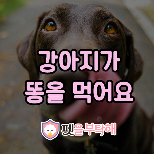 강아지가 똥을 먹어요, 원인 5가지 강아지가 똥을 먹어요, 원인 5가지