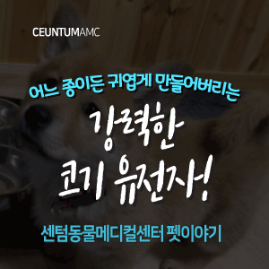  [동물뉴스]어느 종이든 귀엽게 만들어버리는 강력한 코기 유전자!(부산분과전문동물병원, 365일연중무휴)