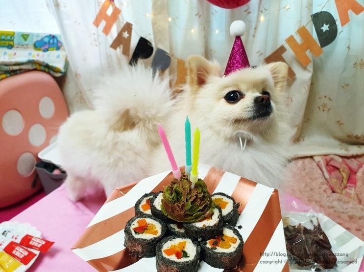 강아지 생일파티, 봄이 3번째 생일- 생일축하해