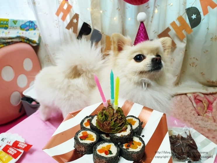  강아지 생일파티, 봄이 3번째 생일- 생일축하해