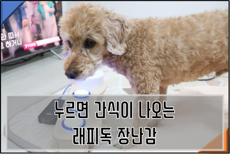 강아지장난감 래피독, 버튼 누르면 간식이 나와요 강아지장난감 래피독, 버튼 누르면 간식이 나와요