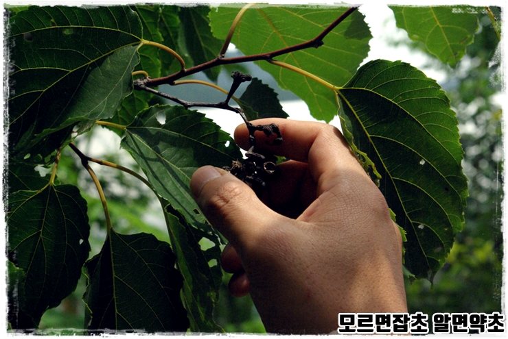  헛개효능 함께 알아보아요.