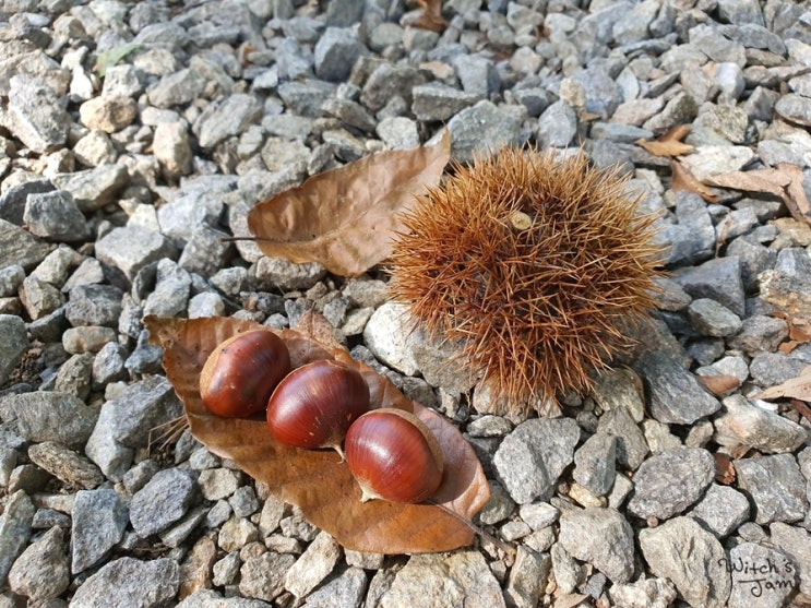  밤나무 캠핑장 : 가평 밤벌 캠핑장