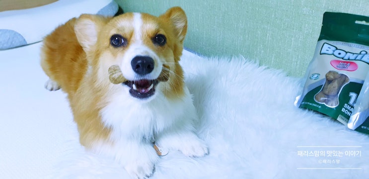  강아지 껌 보니스 힙앤조인트 꾸준히 먹는 개껌