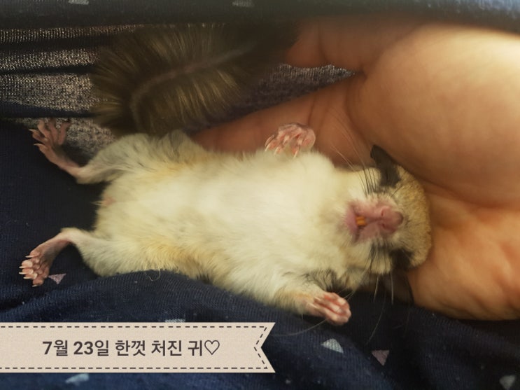  우리 다람쥐의 특별한 개인기는? "꿀잠 나린zZ"