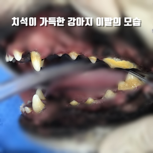 강아지 스케일링 필요한 이유. 치석 제거를 하기 위한 준비와 주의사항