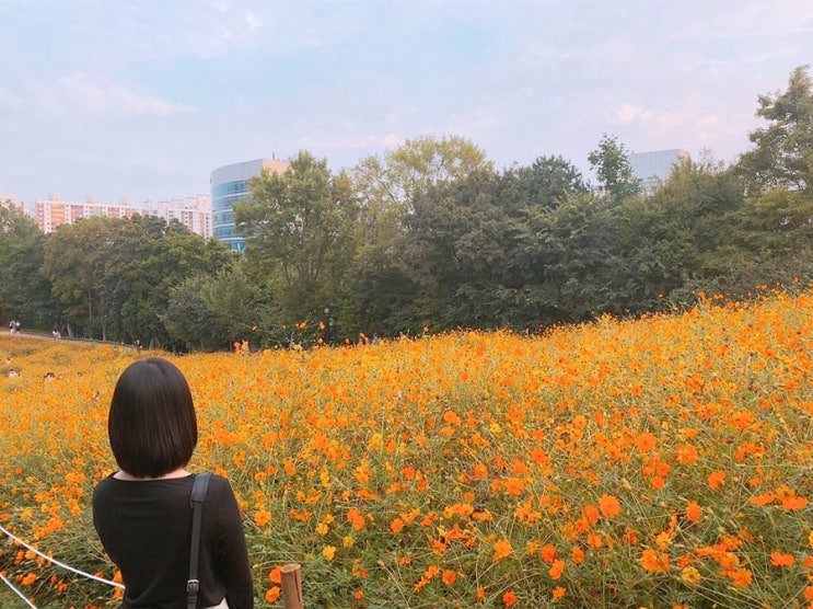 서울 올림픽공원 들꽃마루, 황화코스모스 꽃구경하기!