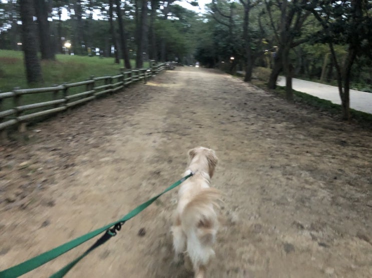  [반려견동반여행] 반려견과 함께한 울산여행