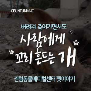  [동물뉴스]버려져 죽어가면서도 사람에게 꼬리 흔드는 개(부산분과전문동물병원, 365일연중무휴)