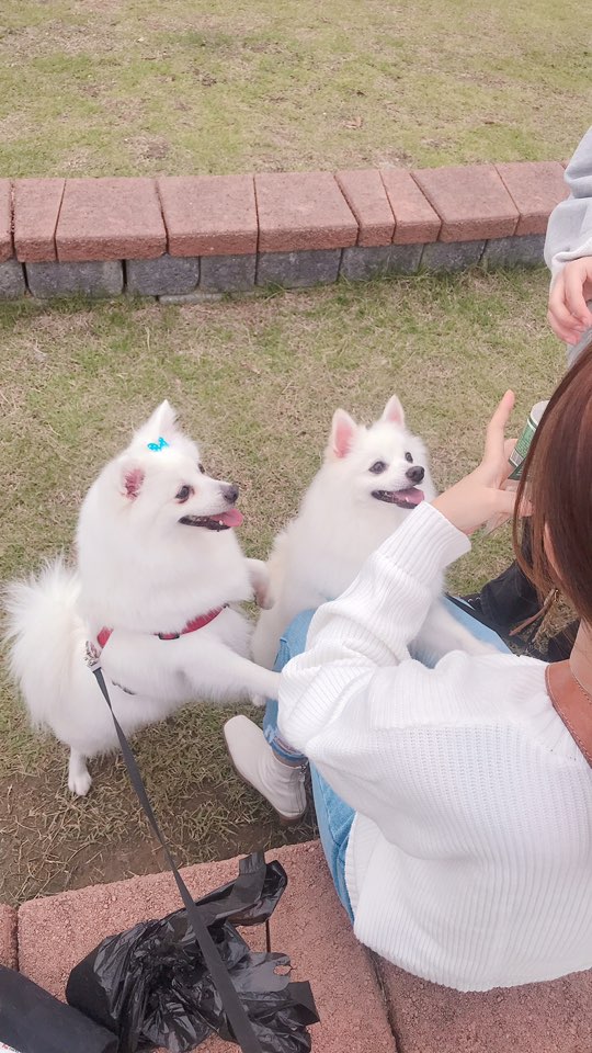  천안 반려견 산책. 가을 날씨 느끼며 도솔 공원에서 놀아요~