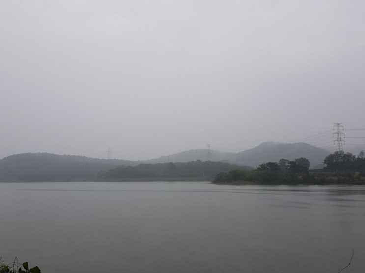 솔버섯냄시 솔버섯냄시